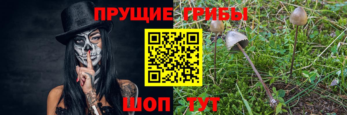 Галлюциногенные грибы Psilocybe Славгород